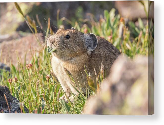 Pika Canvas Print featuring the photograph American Pika Enjoys a Snack by Tony Hake
