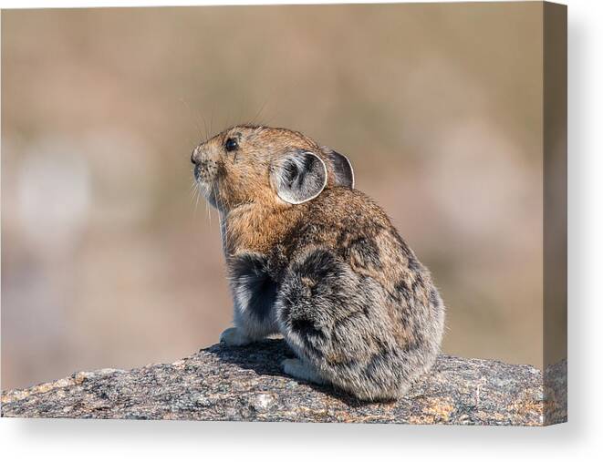 Pika Canvas Print featuring the photograph American Pika Poses for Pictures by Tony Hake
