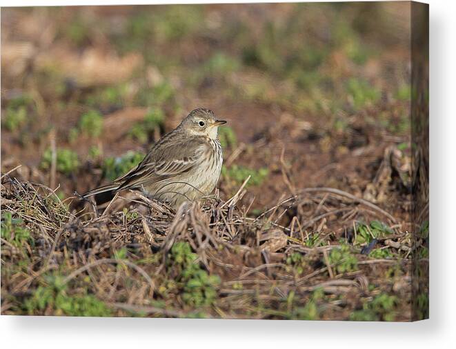 Ronnie Maum Canvas Print featuring the photograph American Pipit by Ronnie Maum