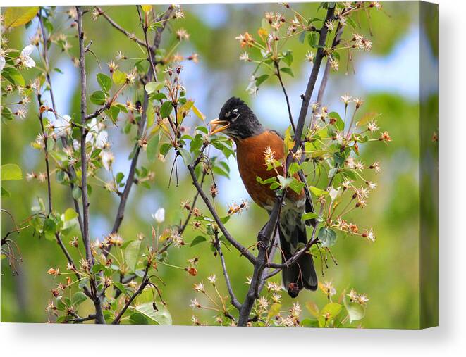 American Robin Canvas Print featuring the photograph American Robin by Brook Burling