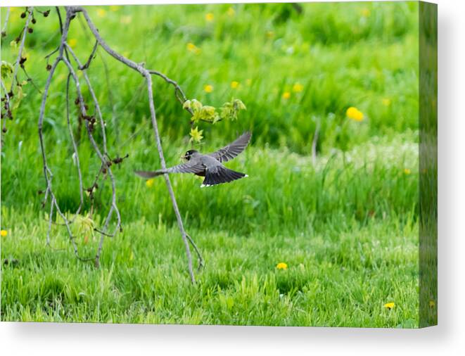American Robin Canvas Print featuring the photograph American Robin in Flight by Holden The Moment
