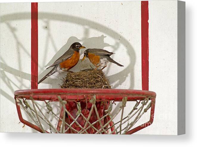 Robin Canvas Print featuring the photograph American Robin Pair At Nest by Kenneth M. Highfill