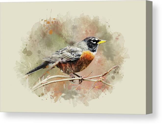 American Robin Canvas Print featuring the mixed media American Robin - Watercolor Art by Christina Rollo