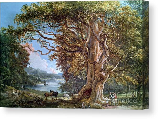 Ancient Canvas Print featuring the painting An Ancient Beech Tree by Paul Sandby