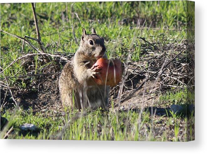 Squirrel Canvas Print featuring the photograph An Apple A Day by Christy Pooschke