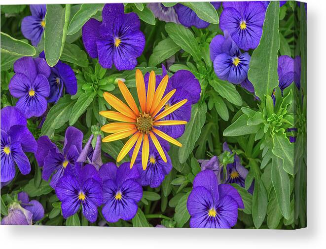 Flower Canvas Print featuring the photograph An Aureole Of Sublime Beauty by Bijan Pirnia