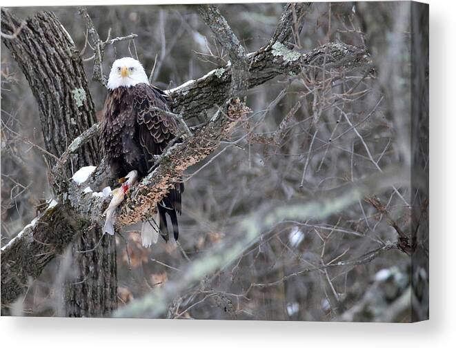 Bald Eagle Canvas Print featuring the photograph An Eagles Meal 4 by Brook Burling