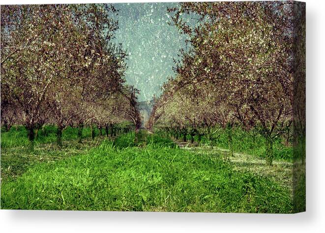 An Orchard In Blossom In The Eila Valley Canvas Print featuring the photograph An orchard in blossom in the Eila Valley by Dubi Roman