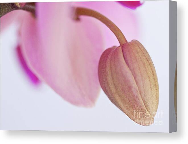 Orchid Canvas Print featuring the photograph An Orchid Ready to Bloom by Sherry Hallemeier