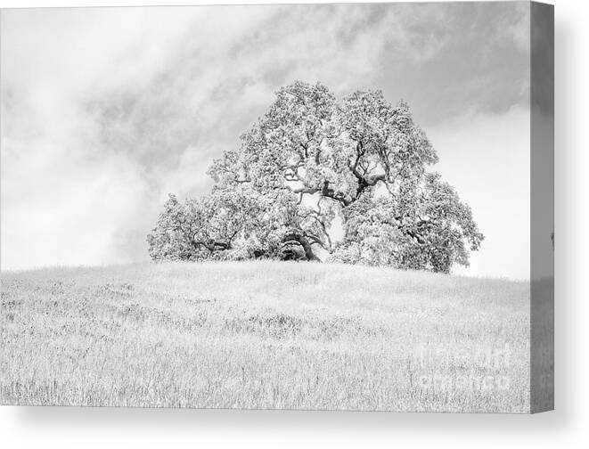 Clouds Canvas Print featuring the photograph Ancient Oak by Dean Birinyi