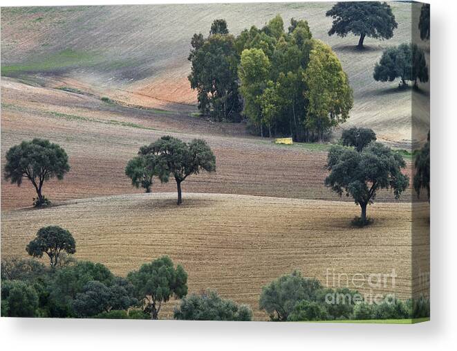 Landscape Canvas Print featuring the photograph Andalusian Meadows 1 by Heiko Koehrer-Wagner