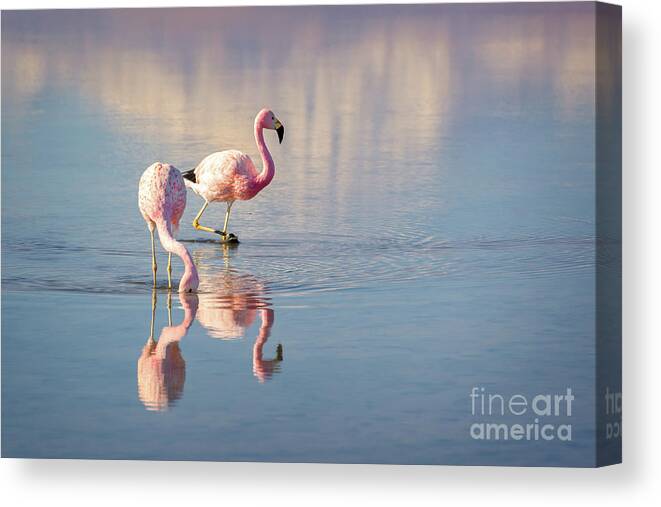 Flamingos Canvas Print featuring the photograph Andean Flamingos in Chile by Delphimages Photo Creations