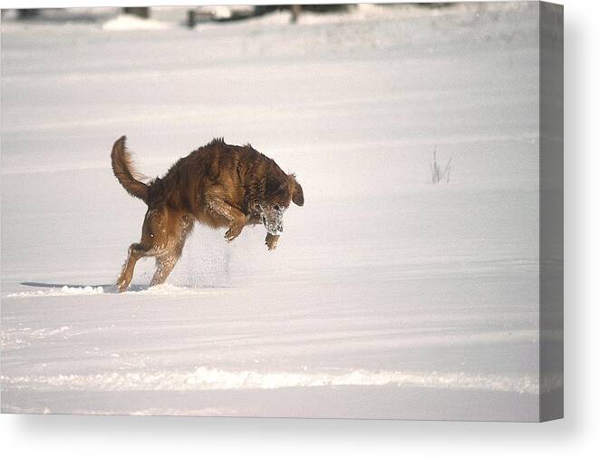 Golden Retriever Canvas Print featuring the photograph Andy - On The Hunt by DArcy Evans