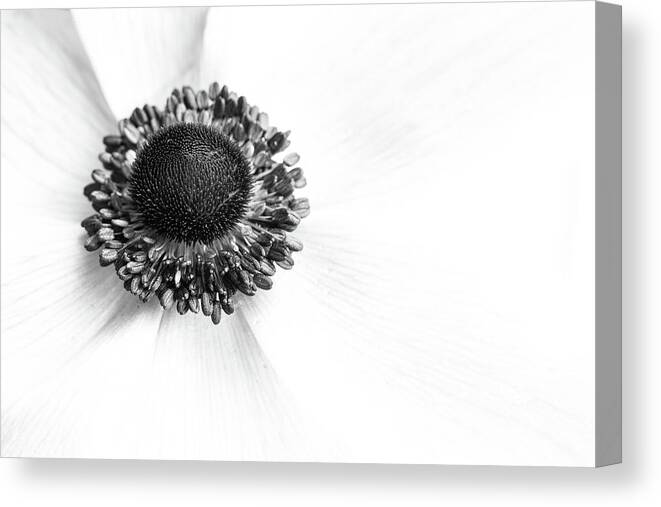 Anemone Canvas Print featuring the photograph Anemone Bloom by Kristen Wilkinson