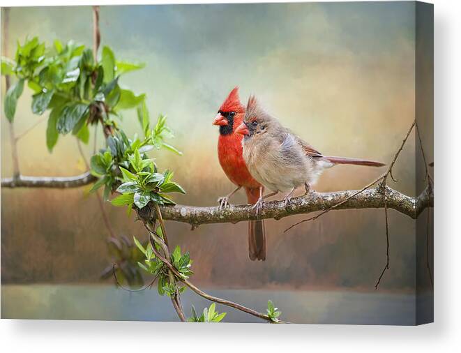 Redbirds Canvas Print featuring the photograph Angels of the Morning and Evening by Bonnie Barry