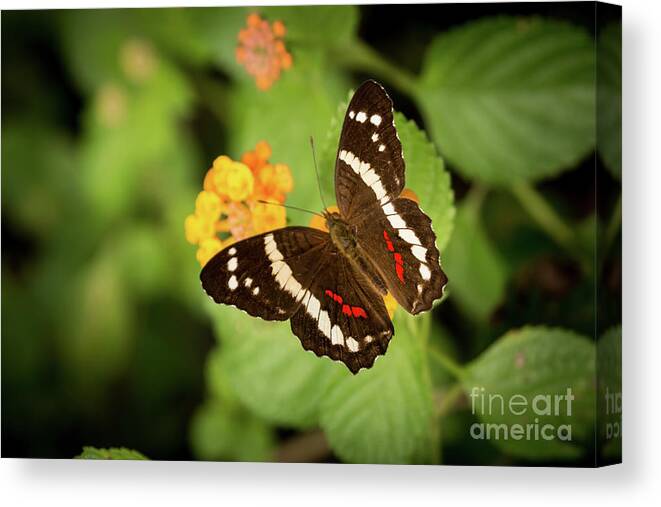 Butterfly Canvas Print featuring the photograph Another Day, Another Butterfly by Ana V Ramirez