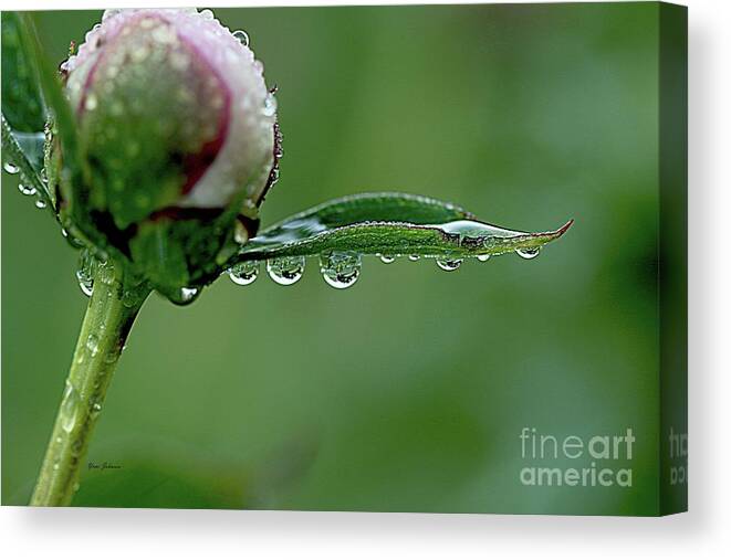Raindrops Canvas Print featuring the photograph Another Rainy day by Yumi Johnson