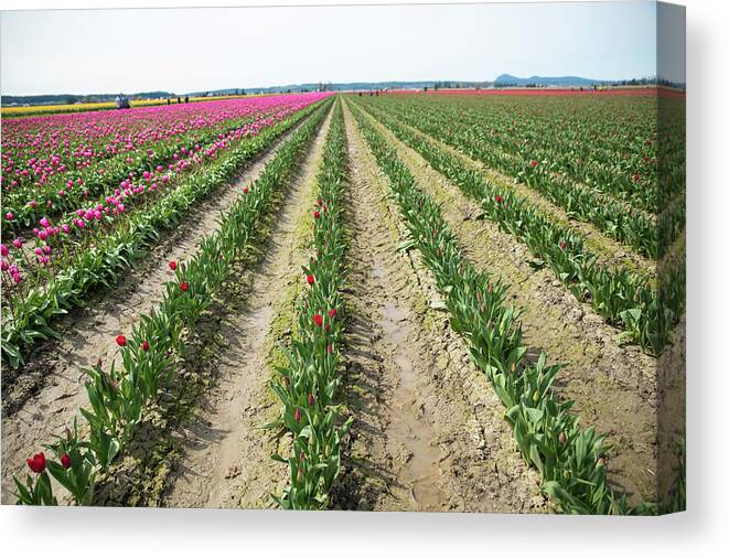 Tulips Canvas Print featuring the photograph Another Week Or Two by Tom Cochran