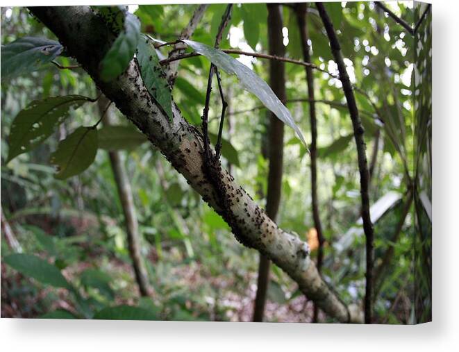 Parasite Canvas Print featuring the photograph Ant in Tree by Yuli Seperi