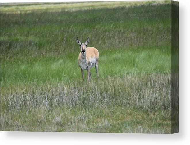 Animal Canvas Print featuring the photograph Prong Horned Antelope Lake John SWA CO by Margarethe Binkley