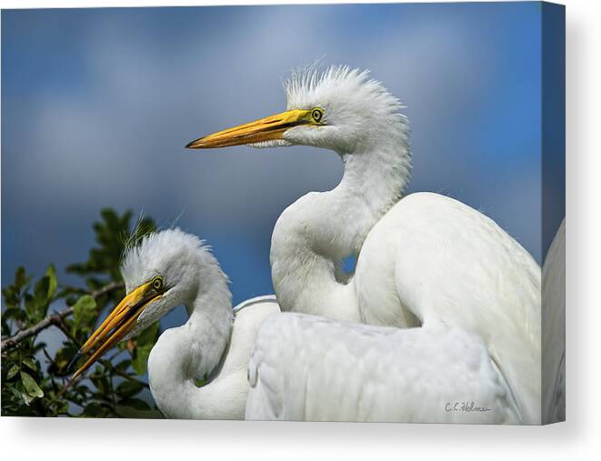 Egret Canvas Print featuring the photograph Anxiously Waiting by Christopher Holmes