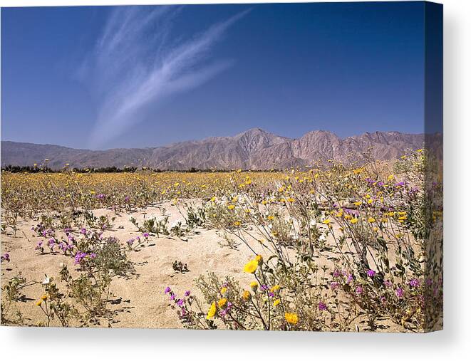 Anza Borrego Canvas Print featuring the photograph Anza Borrego Wildflowers by Endre Balogh