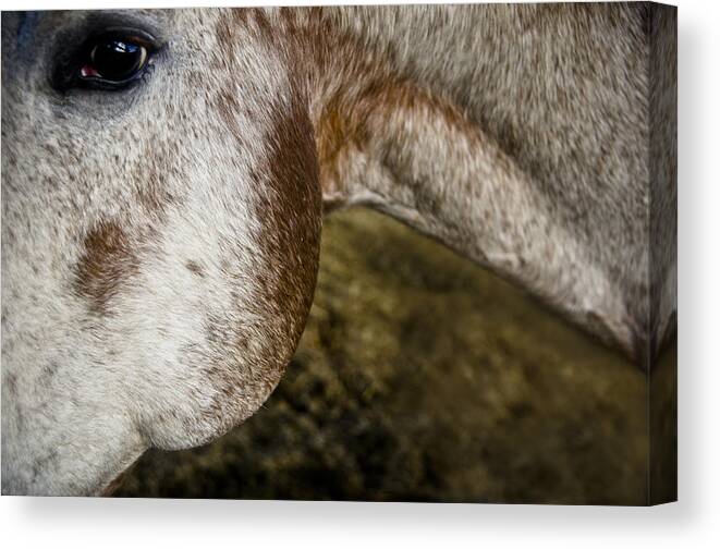 ... Placitas Canvas Print featuring the photograph Appaloosa 2 by Catherine Sobredo