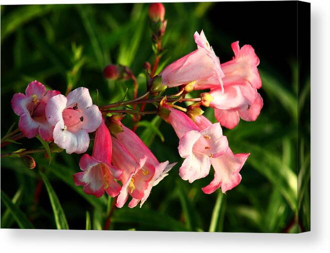 Pink Canvas Print featuring the photograph Apple Blossom Penstemon by Barbara White