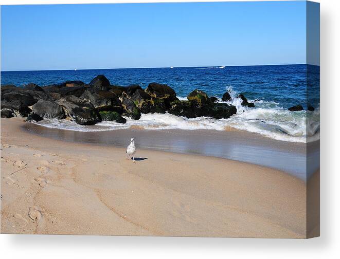 Seagulls Canvas Print featuring the photograph Approaching Seagull by JoAnn Lense