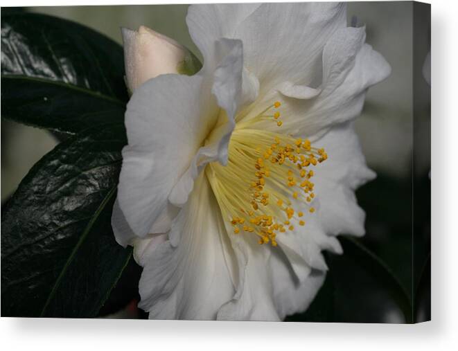 April Snow Camellia Canvas Print featuring the photograph April Snow Sonata by Tammy Pool