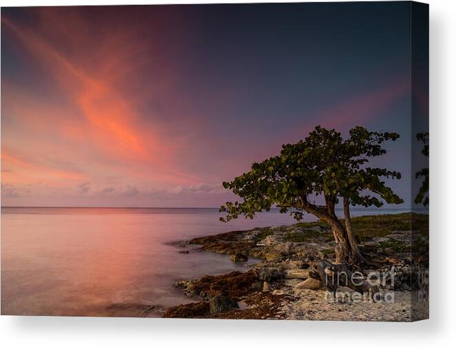 Beach Canvas Print featuring the photograph Arbol Solitario by Carrie Cole