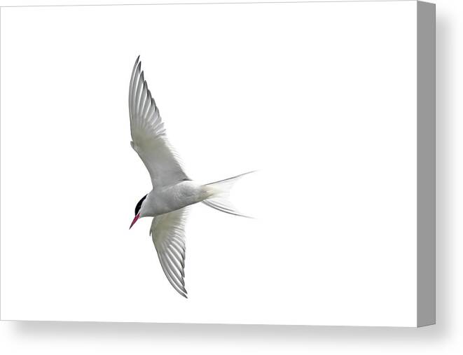 Arctic Tern Canvas Print featuring the photograph Arctic Tern flying in Mist by Arterra Picture Library