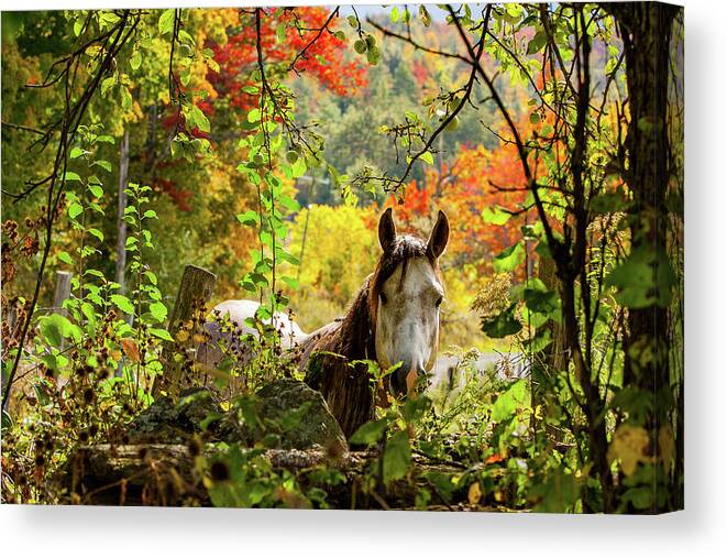 Horse Canvas Print featuring the photograph Are you my friend? by Jeff Folger
