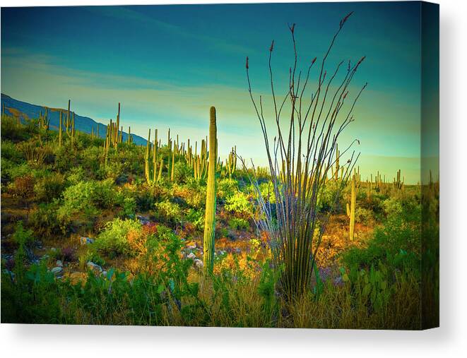 Sonoran Desert Canvas Print featuring the photograph Arizona Landscape Series L9250069 by Sandra Selle Rodriguez
