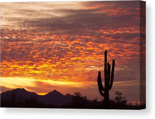 Arizona Canvas Print featuring the photograph Arizona November Sunrise With Saguaro  by James BO Insogna