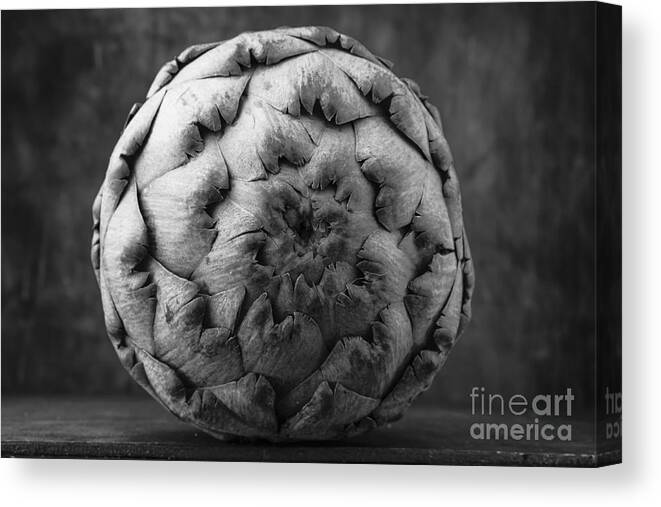 Artichoke Canvas Print featuring the photograph Artichoke Black and White Still Life Two by Edward Fielding