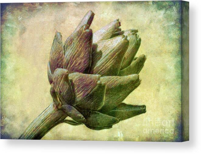 Globe Canvas Print featuring the photograph Artichoke by Susan Isakson