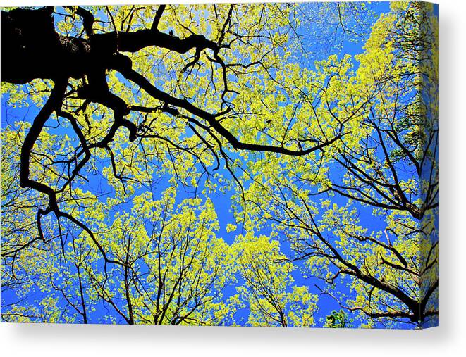 Tree Canopy Canvas Print featuring the photograph Artsy Tree Canopy Series, Early Spring - # 03 by The James Roney Collection