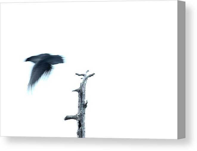 Nature Canvas Print featuring the photograph As The Crow Flies by Kreddible Trout