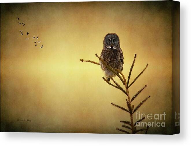 Owls Canvas Print featuring the photograph As the sun goes down by Heather King