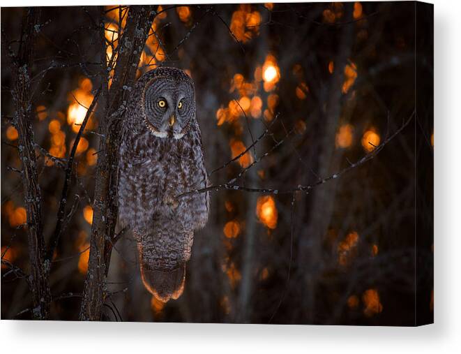 Owl Canvas Print featuring the photograph As The Sun Goes Down by Nick Kalathas