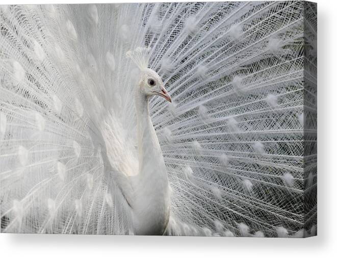 Peacock Canvas Print featuring the photograph As White As Snow by Victoria Ivanova