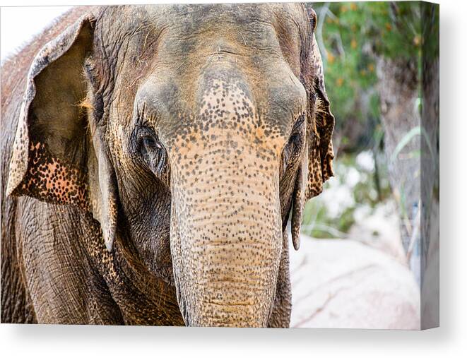 El Paso Canvas Print featuring the photograph Asian Elephant by SR Green