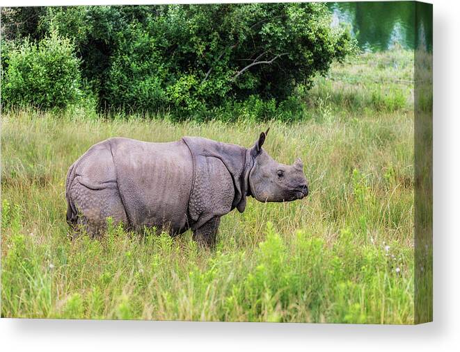 Rhinoceros Canvas Print featuring the photograph Asian Rhinoceros by Tom Mc Nemar