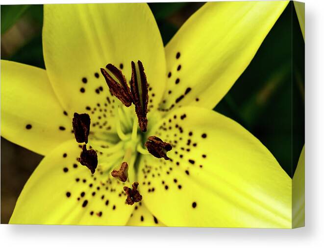 Jay Stockhaus Canvas Print featuring the photograph Asiatic Lily by Jay Stockhaus