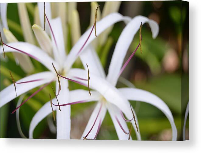 Kauai Canvas Print featuring the photograph Asiatic Poison Lily 2 by Amy Fose