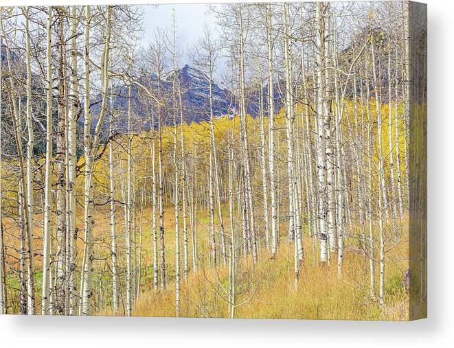 Colorado Canvas Print featuring the photograph Aspen Ambience by Eric Glaser