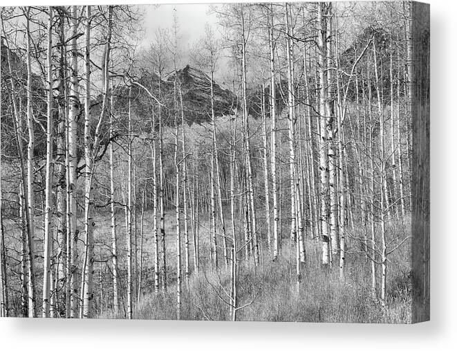 Colorado Canvas Print featuring the photograph Aspen Ambience Monochrome by Eric Glaser