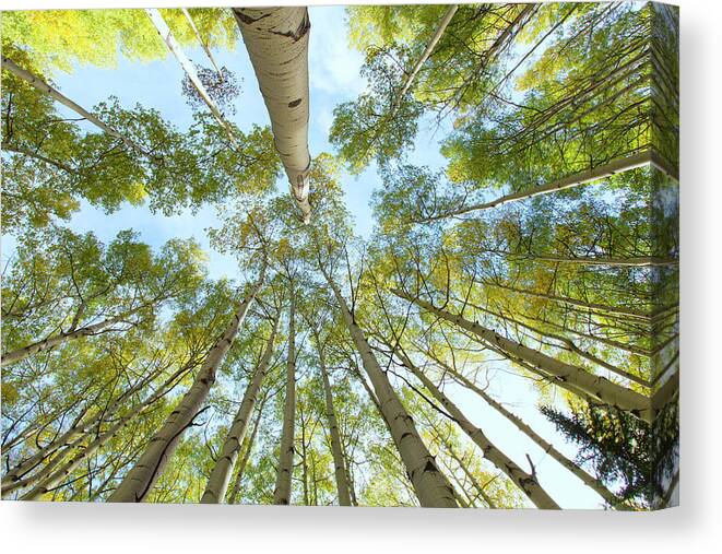 Aspens Canvas Print featuring the photograph Aspen Canopy by Nancy Dunivin