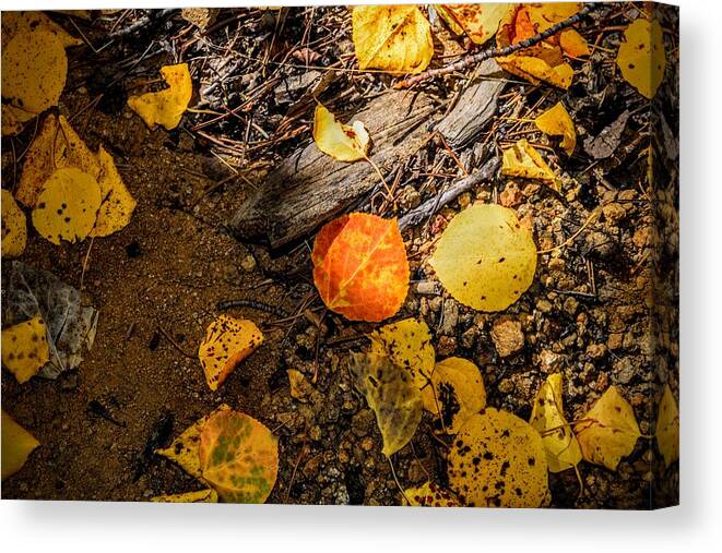 Apsen Leaf Canvas Print featuring the photograph Aspen Floor by Michael Brungardt